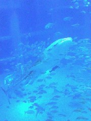ジンベイザメの海ちゃん1