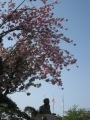 八重桜と銅像