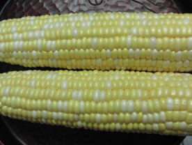 corn1.png